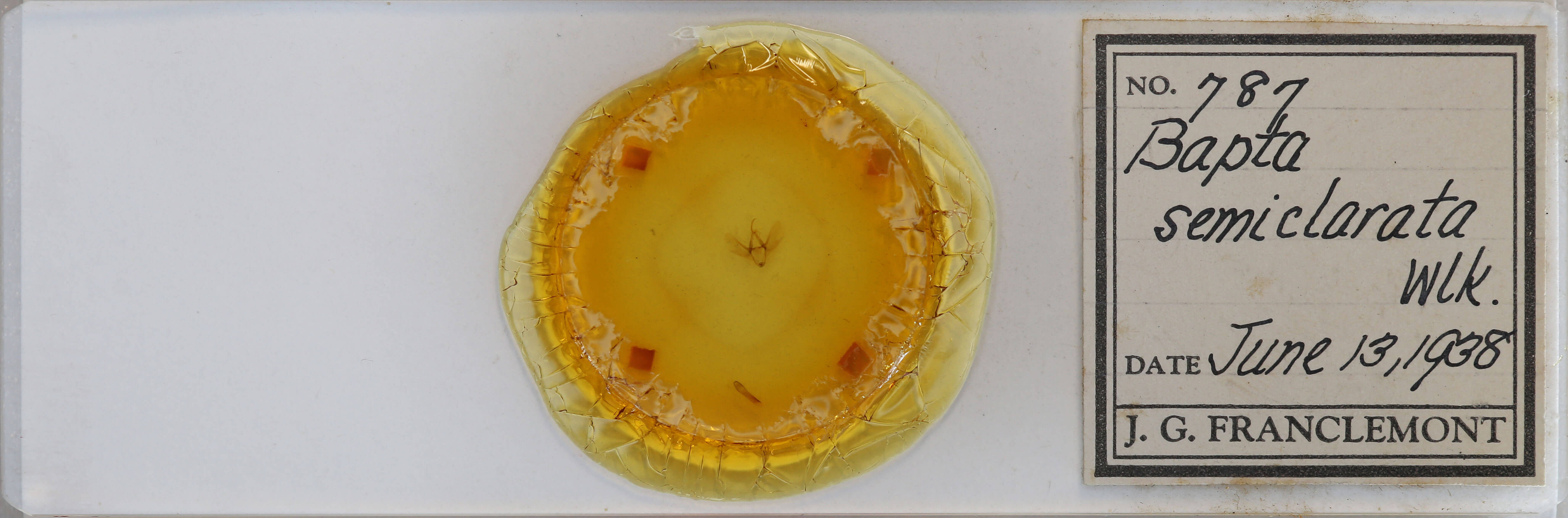 slide view of adult Lomographa semiclarata