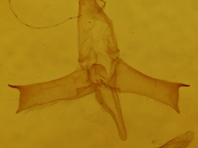 genitalia view of adult Bleptina caradrinalis