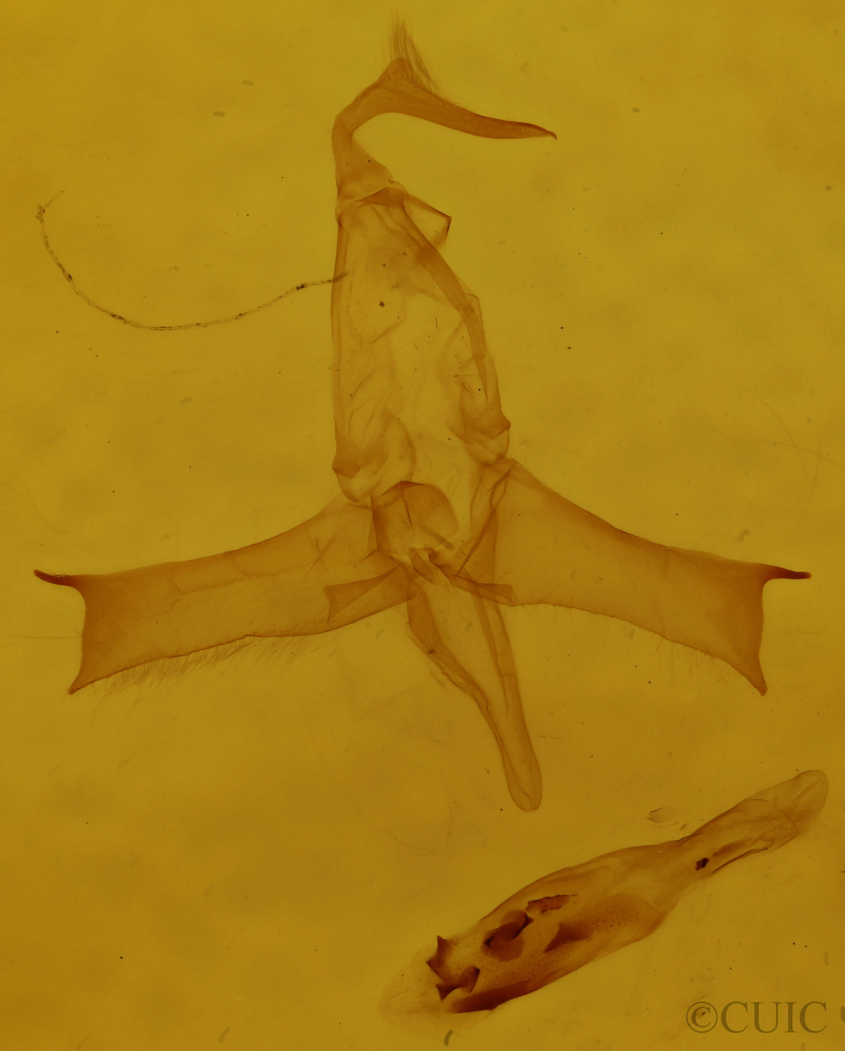 genitalia view of adult Bleptina caradrinalis