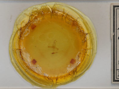 slide view of adult Bleptina caradrinalis