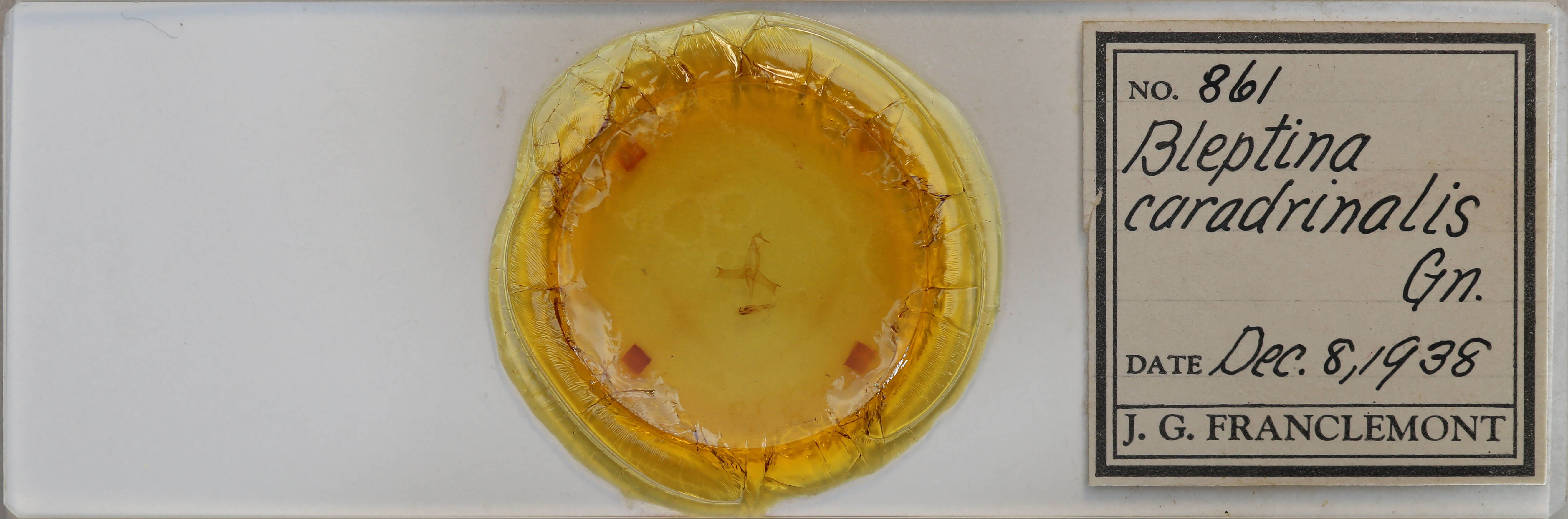 slide view of adult Bleptina caradrinalis