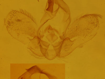 genitalia view of adult Hypena abalienalis