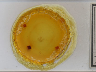 slide view of adult Hypena abalienalis