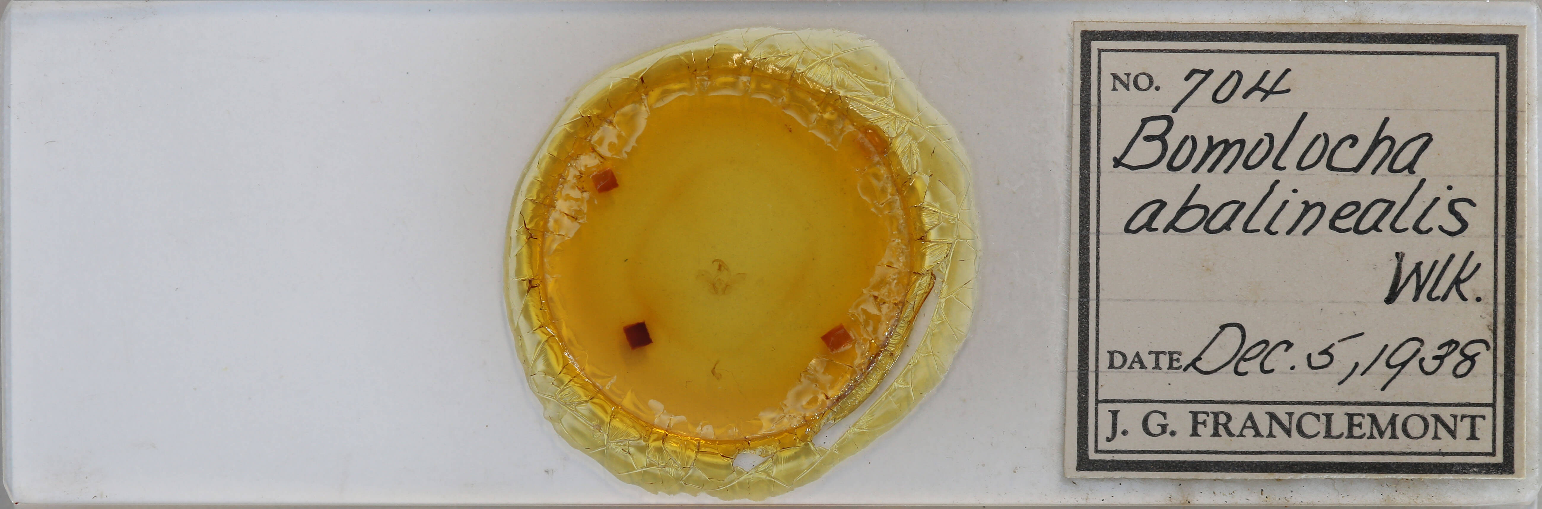 slide view of adult Hypena abalienalis