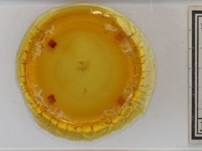 slide view of adult Hypena abalienalis