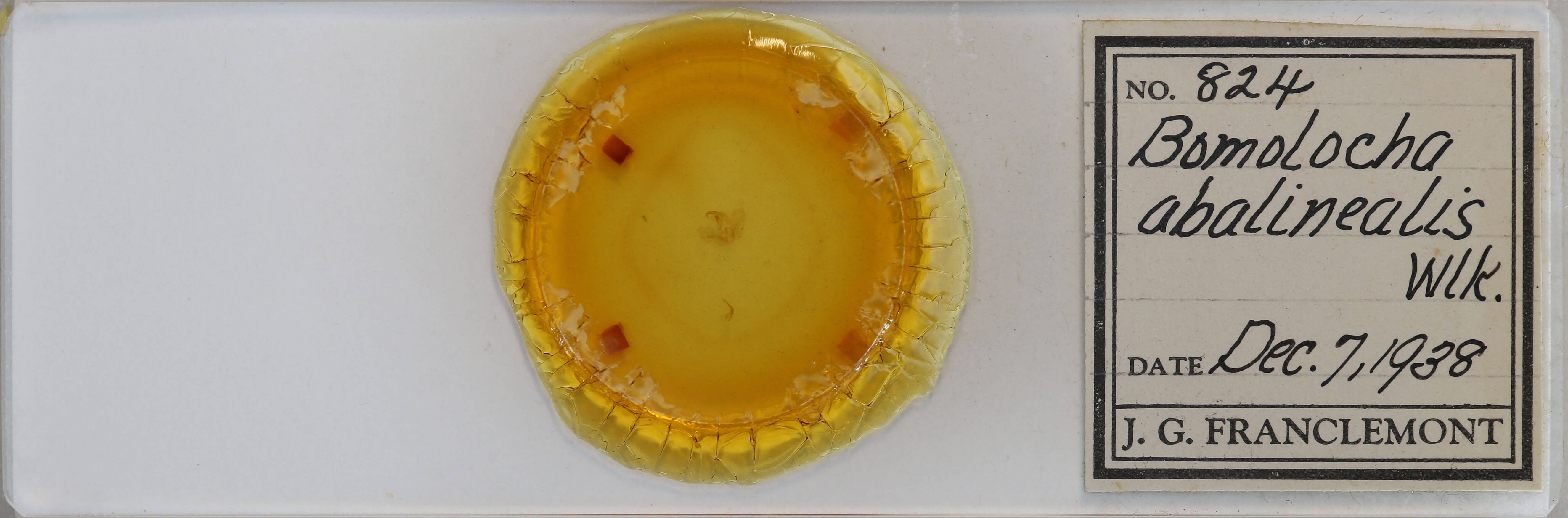 slide view of adult Hypena abalienalis