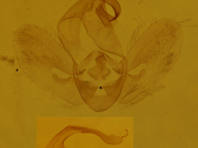 genitalia view of adult Hypena baltimoralis