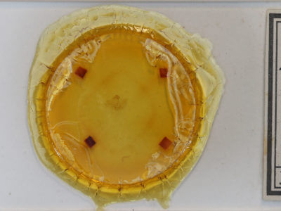 slide view of adult Hypena baltimoralis