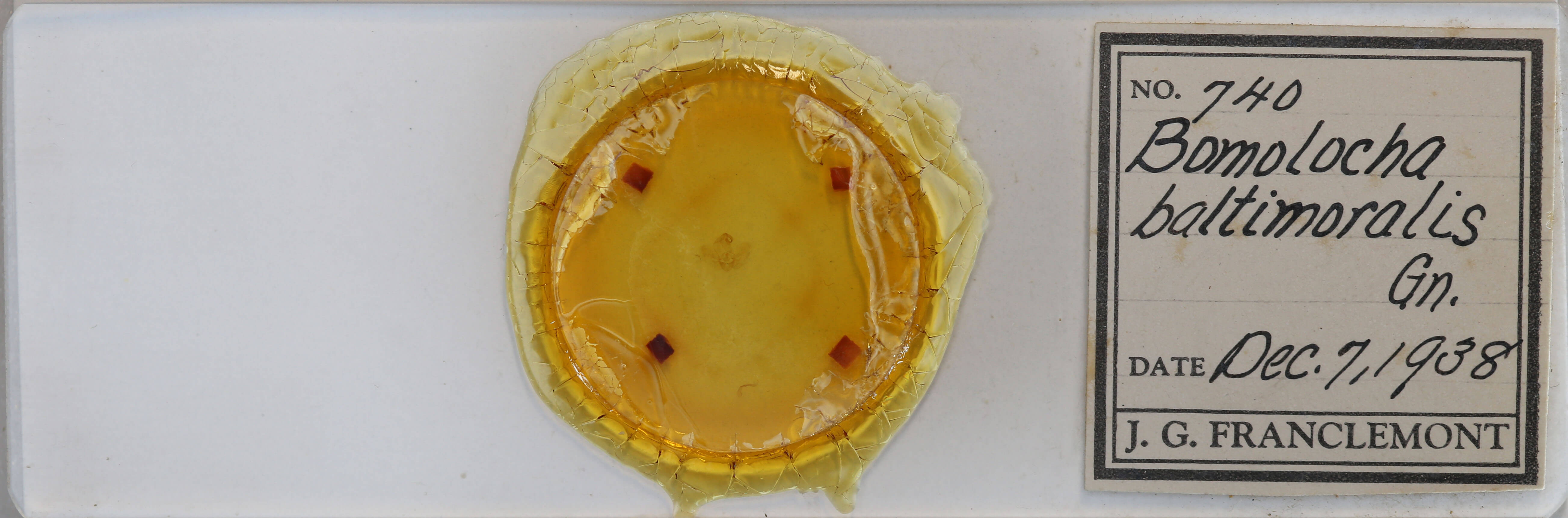 slide view of adult Hypena baltimoralis