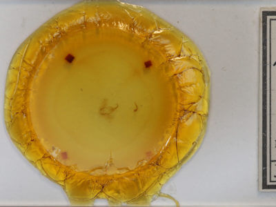 slide view of adult Hypena edictalis