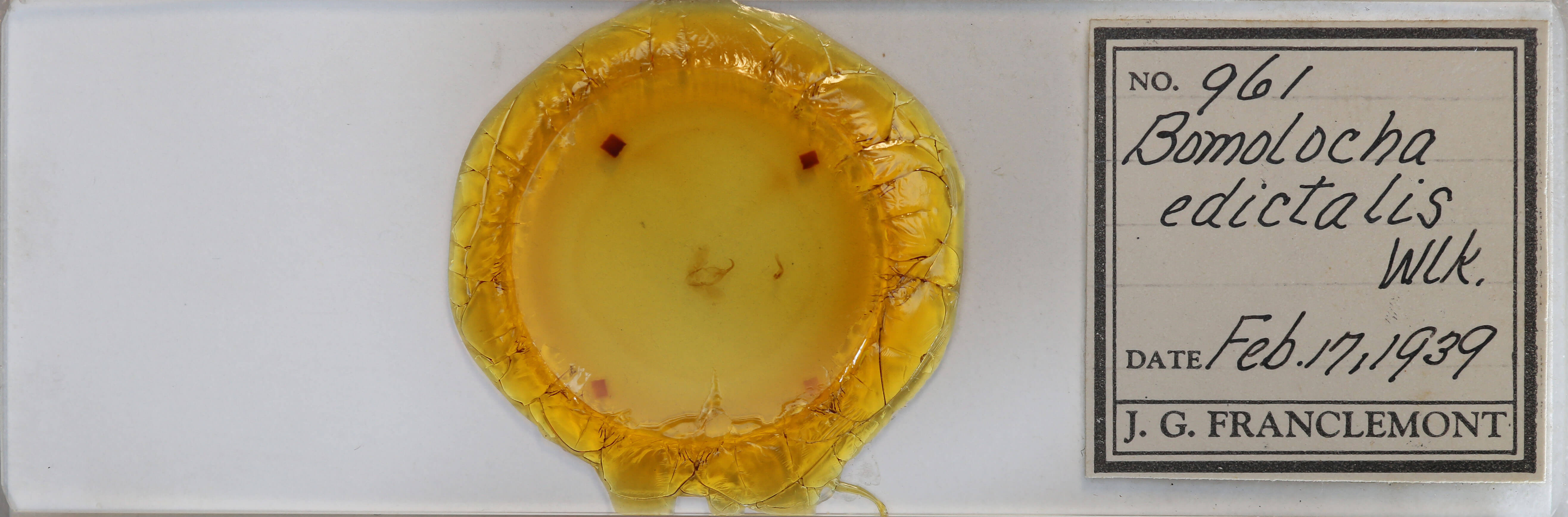 slide view of adult Hypena edictalis