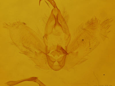 genitalia view of adult Hypena madefactalis