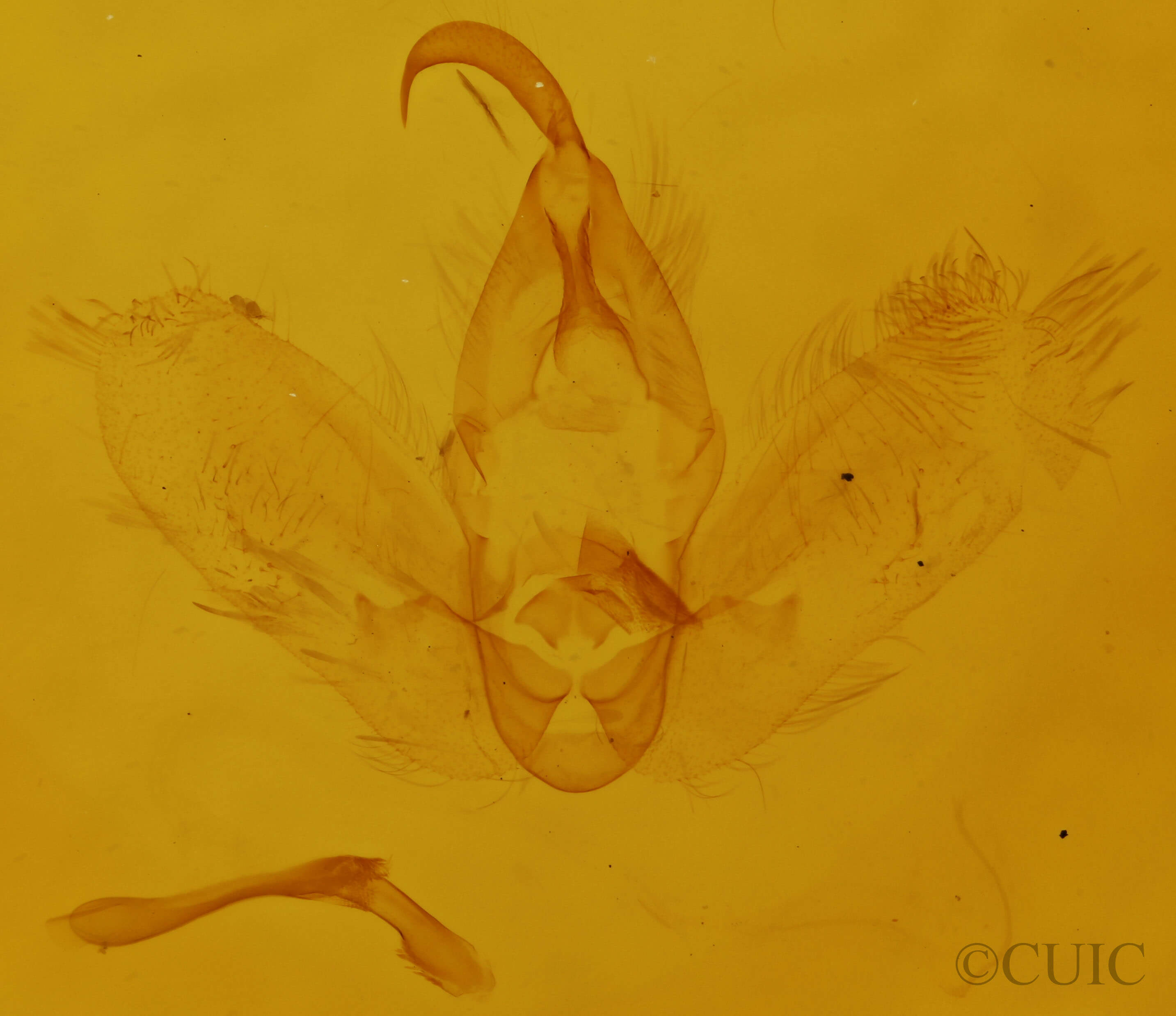 genitalia view of adult Hypena madefactalis