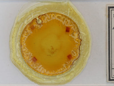 slide view of adult Hypena madefactalis