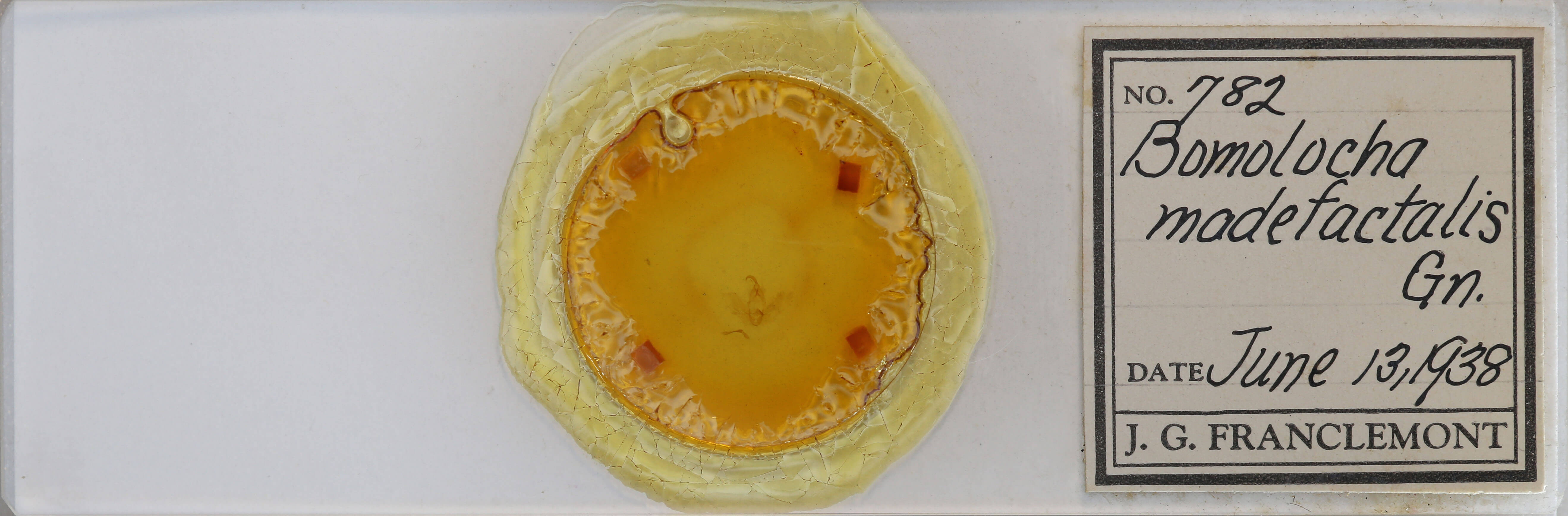 slide view of adult Hypena madefactalis