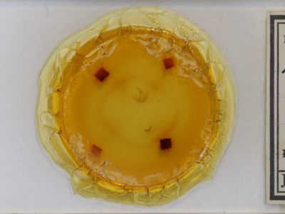 slide view of adult Hypena sordidula