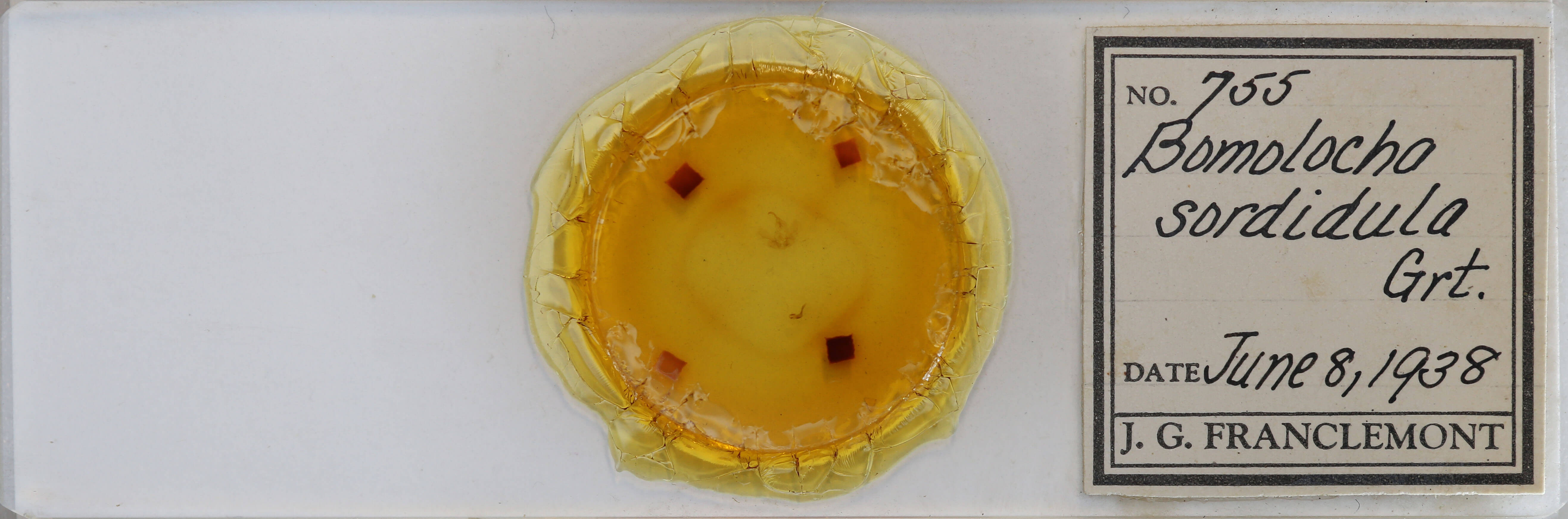 slide view of adult Hypena sordidula