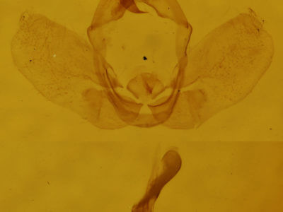 genitalia view of adult Hypena bijugalis