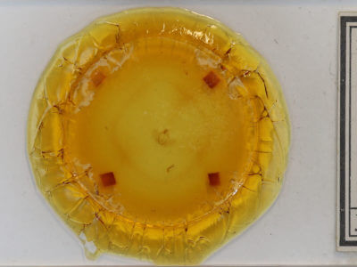 slide view of adult Hypena bijugalis