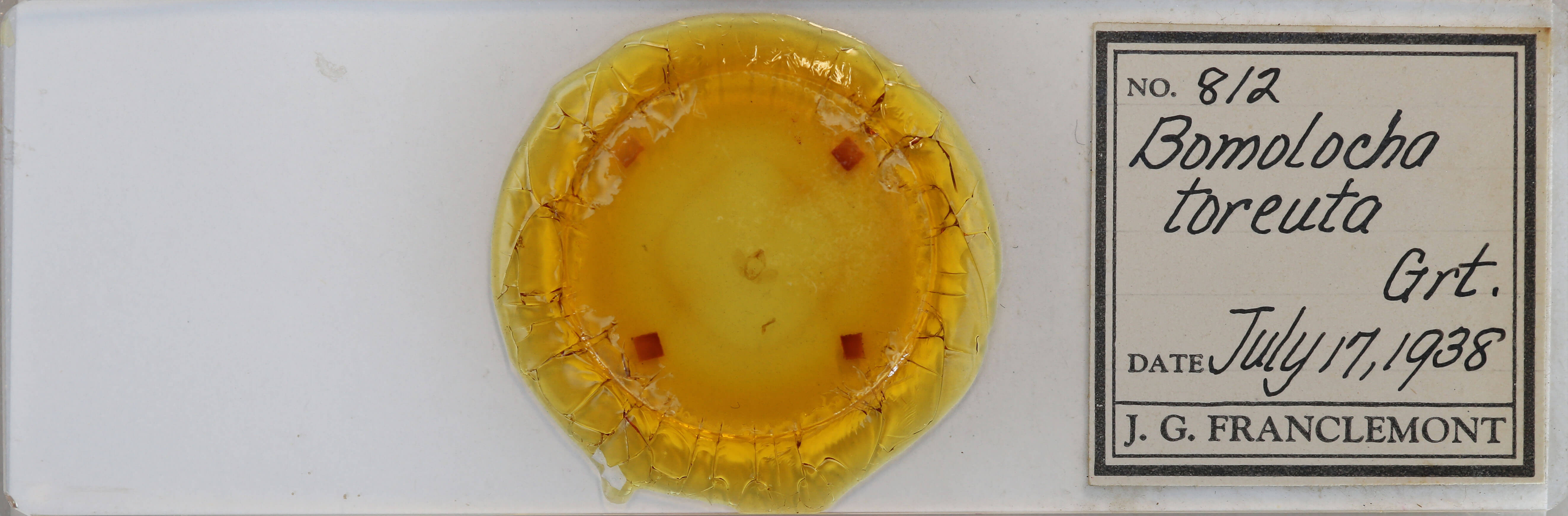 slide view of adult Hypena bijugalis