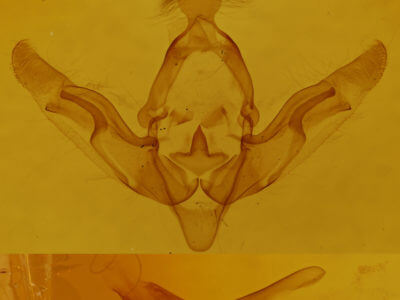 genitalia view of adult Brachylomia algens