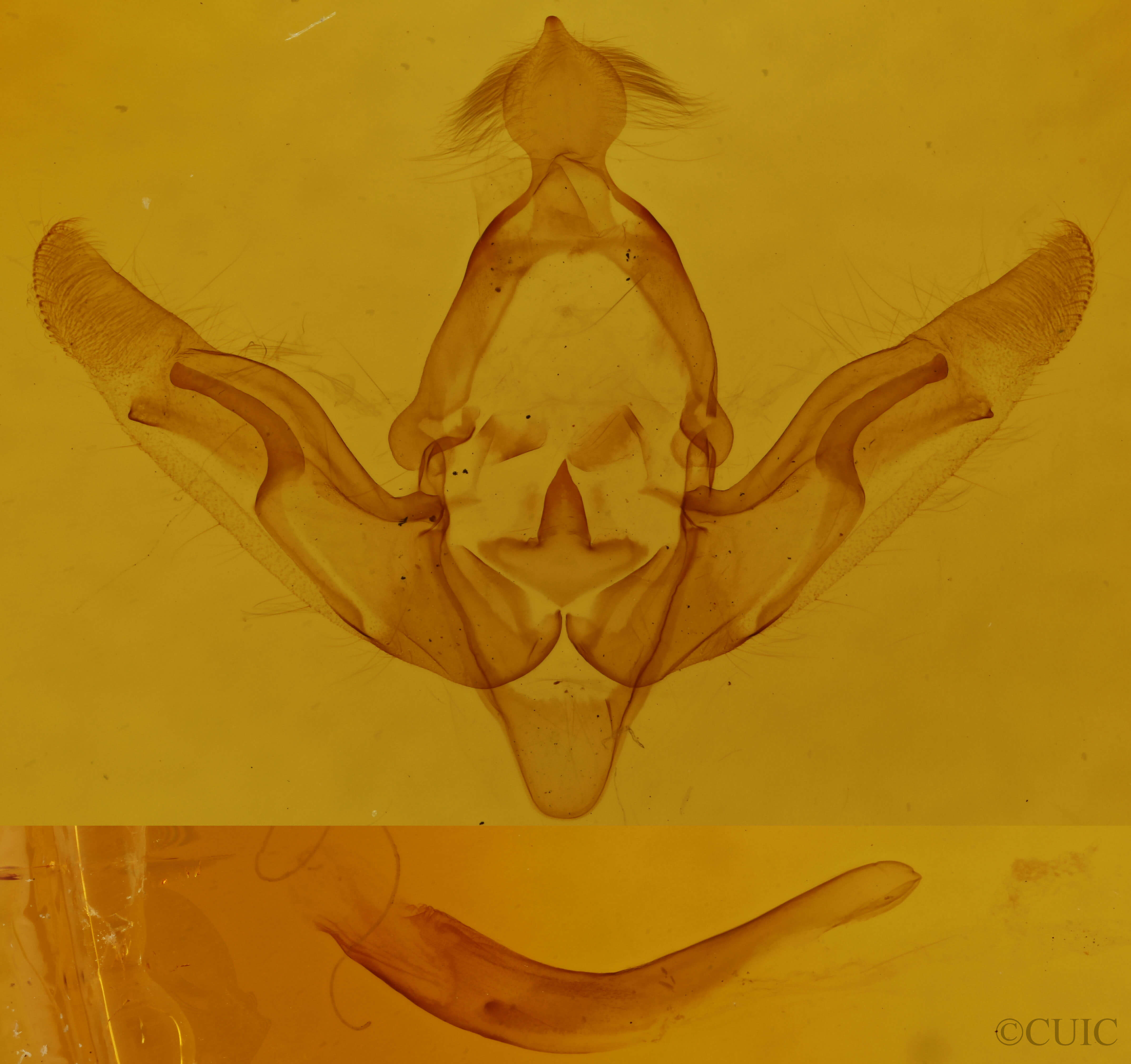 genitalia view of adult Brachylomia algens