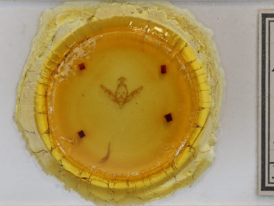 slide view of adult Brachylomia algens