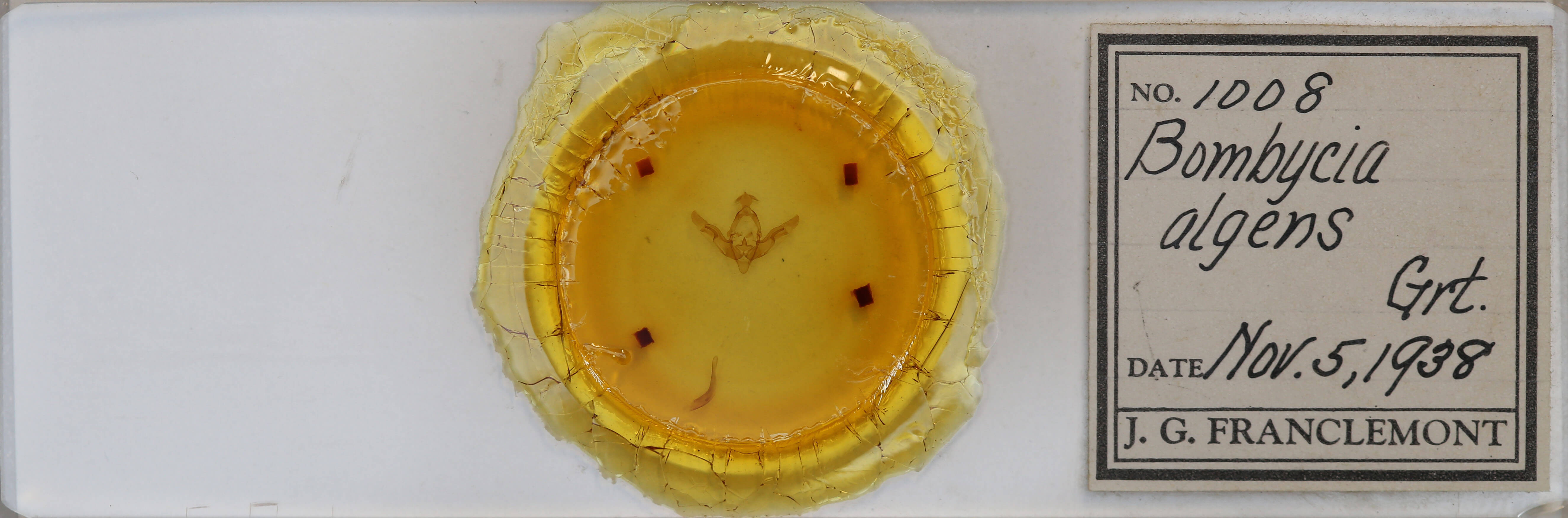 slide view of adult Brachylomia algens