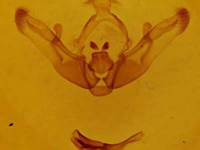 genitalia view of adult Brachylomia viminalis