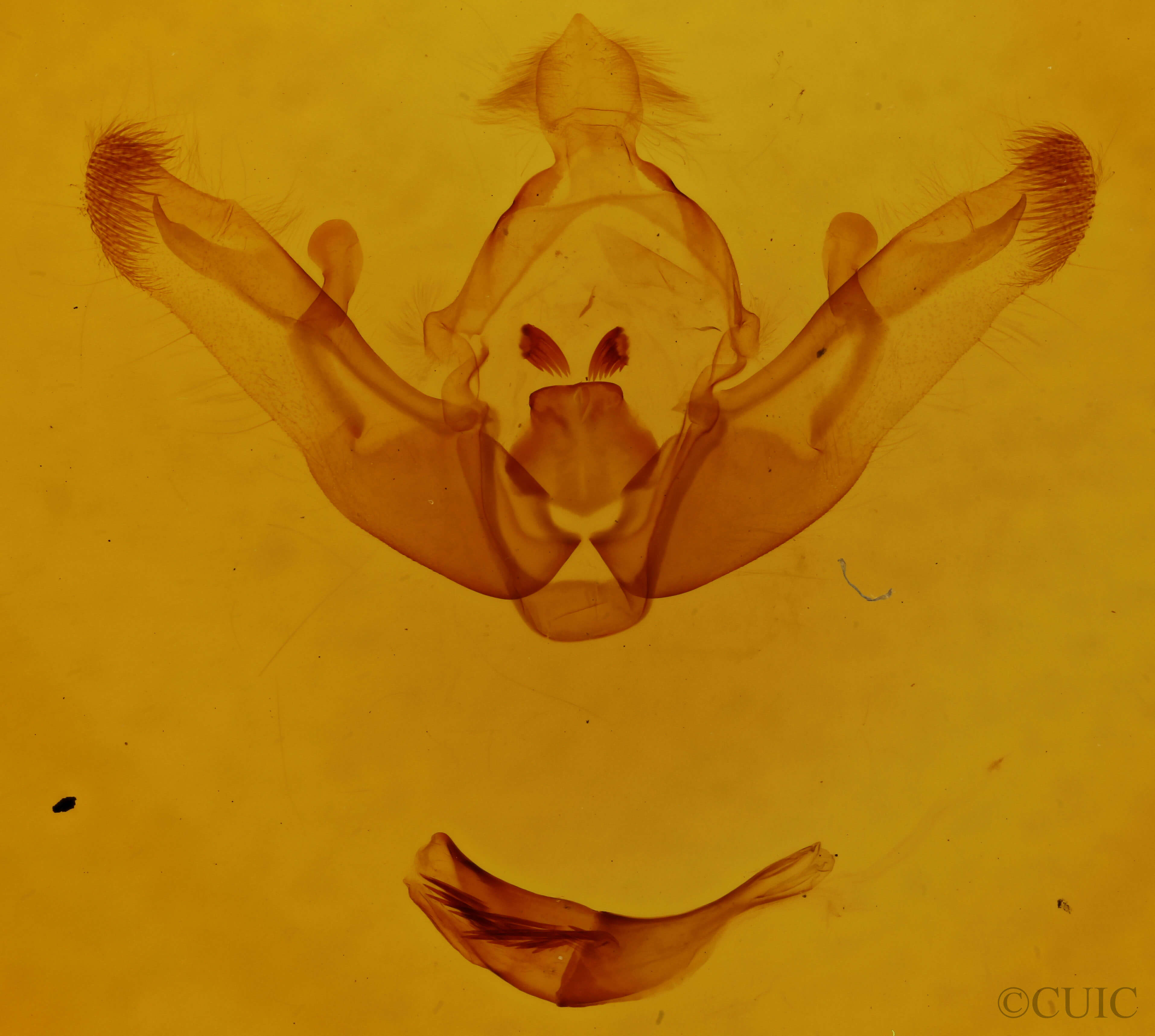 genitalia view of adult Brachylomia viminalis