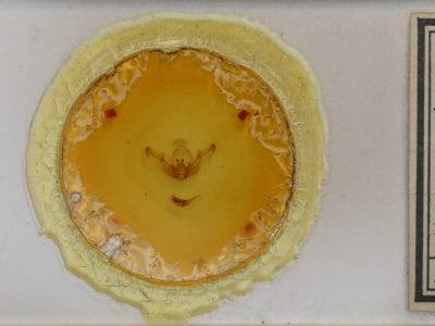 slide view of adult Brachylomia viminalis