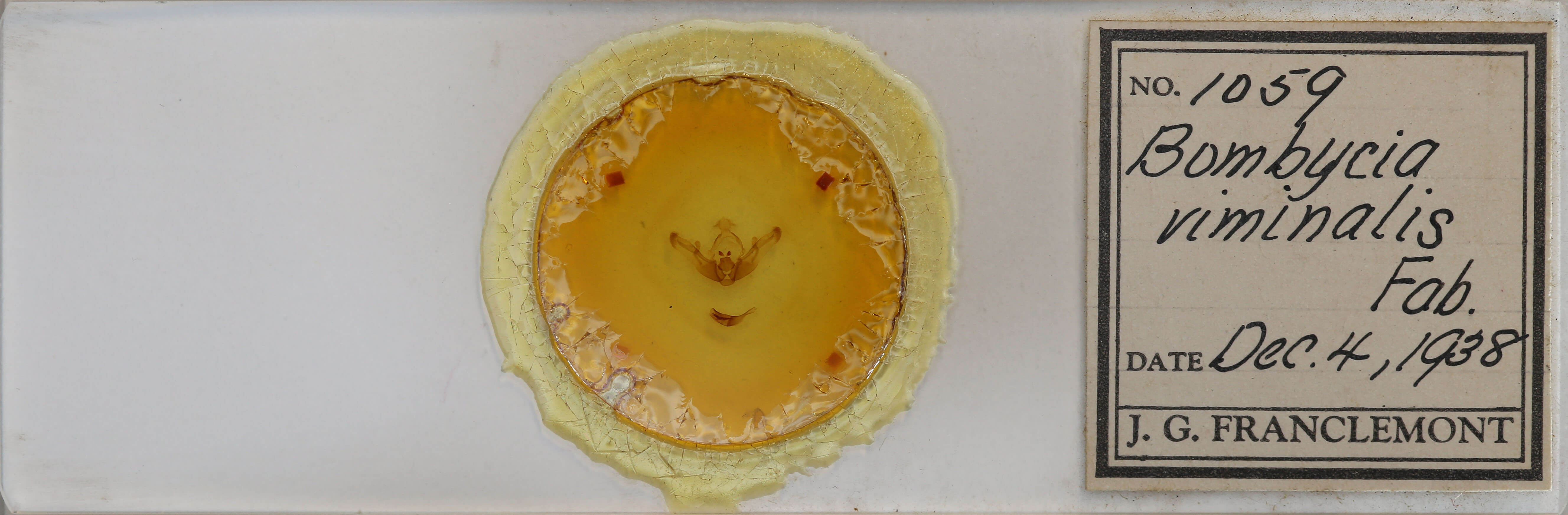 slide view of adult Brachylomia viminalis