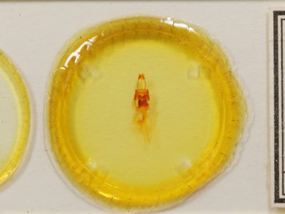 slide view of adult Bryomima