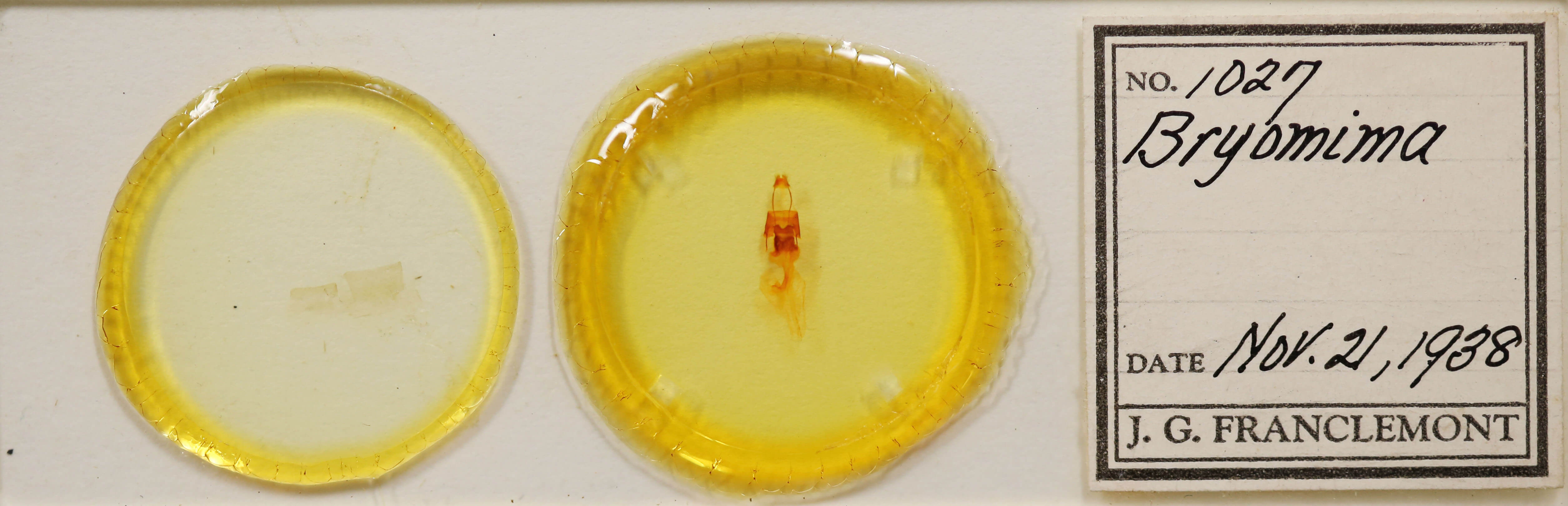 slide view of adult Bryomima