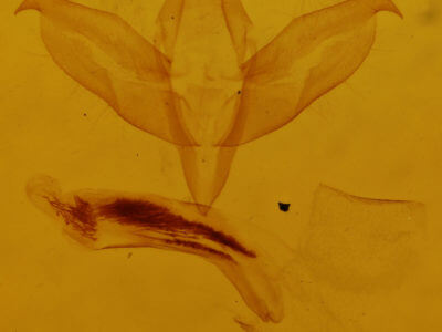 genitalia view of adult Bryomima carducha