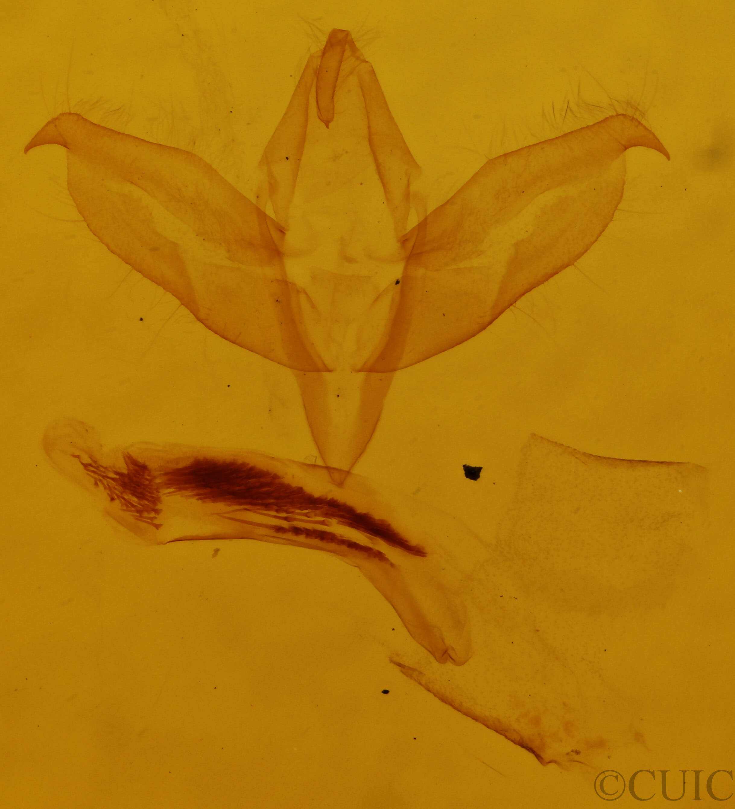 genitalia view of adult Bryomima carducha
