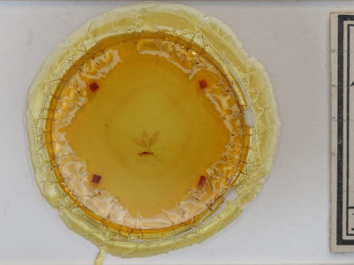 slide view of adult Bryomima carducha