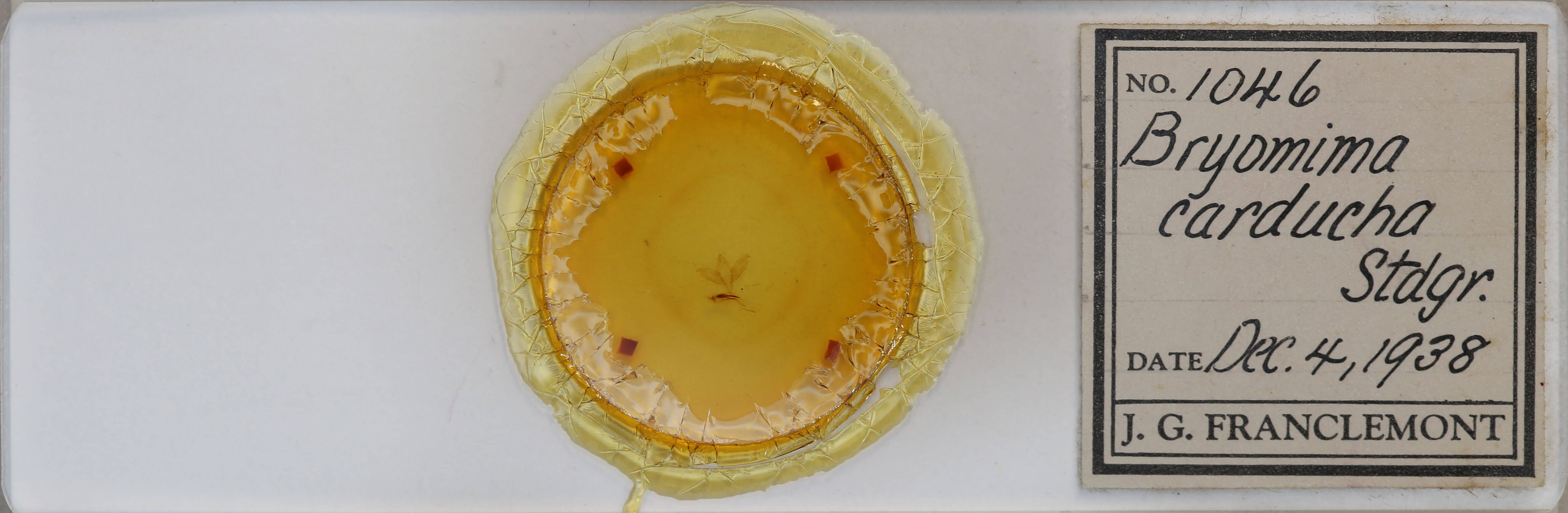 slide view of adult Bryomima carducha