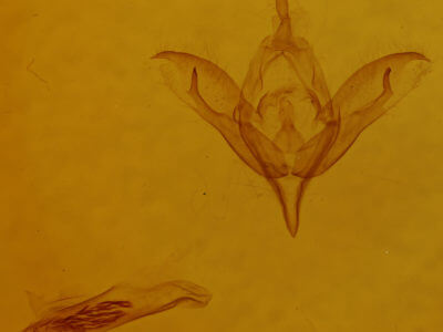 genitalia view of adult Calliergis ramosa