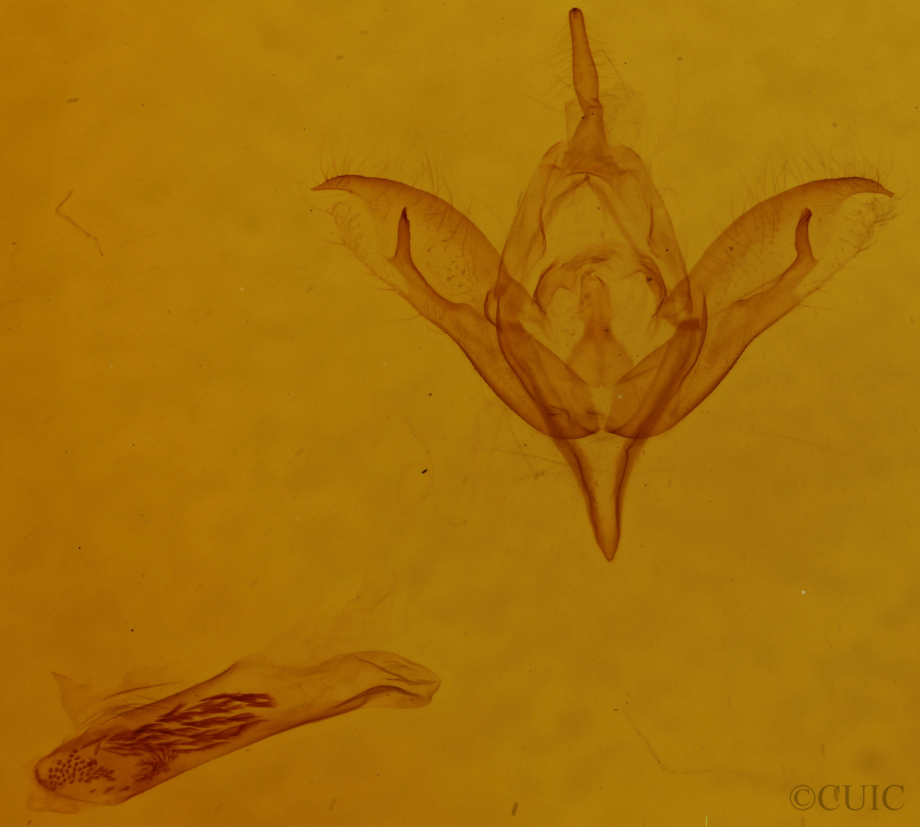 genitalia view of adult Calliergis ramosa