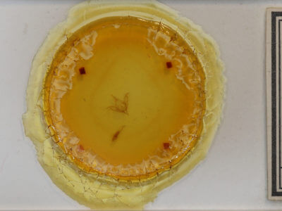 slide view of adult Calliergis ramosa