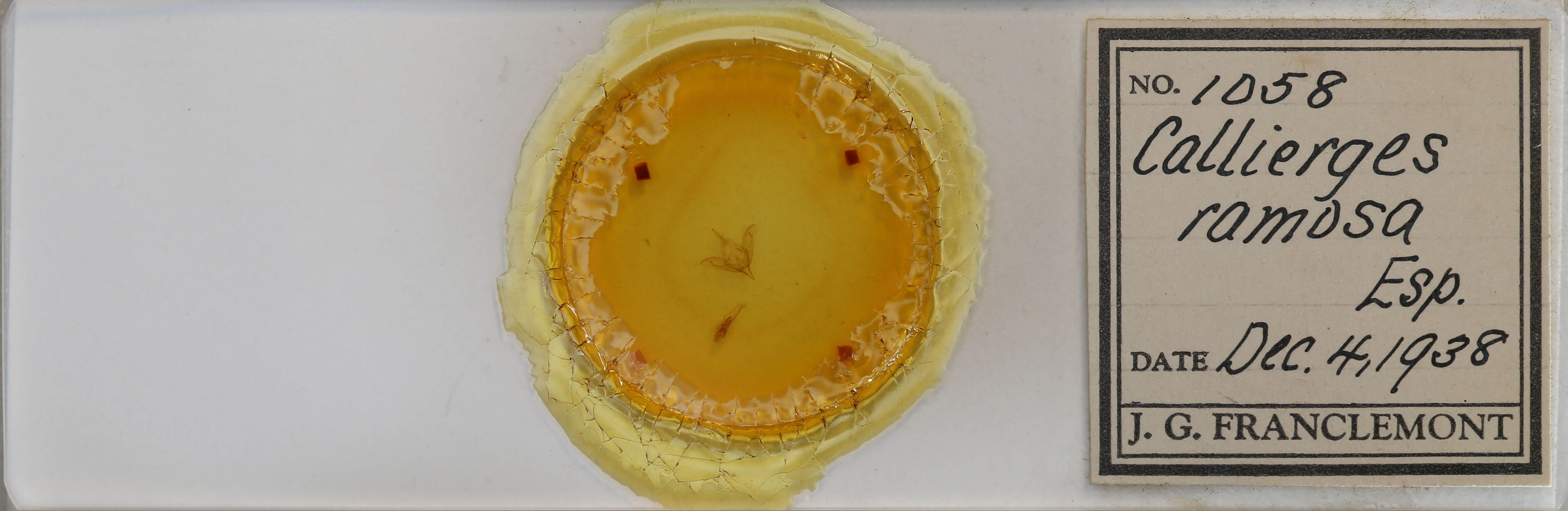 slide view of adult Calliergis ramosa