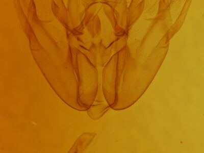 genitalia view of adult Rheumaptera undulata