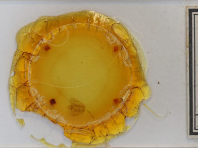 slide view of adult Rheumaptera undulata