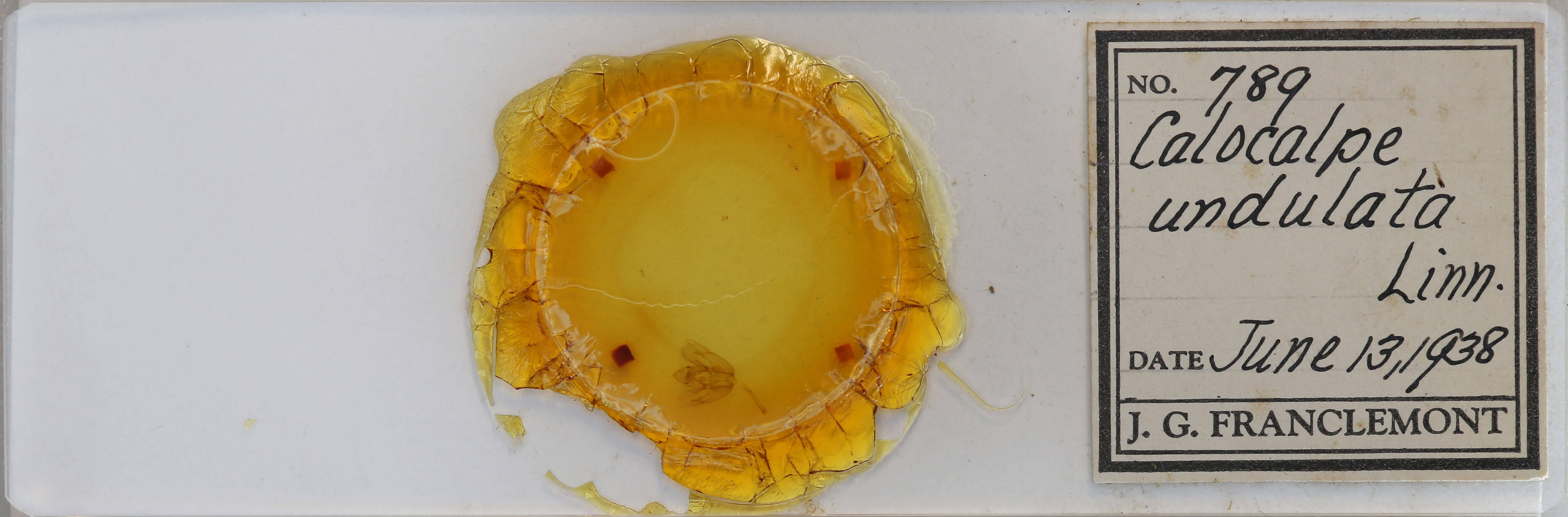 slide view of adult Rheumaptera undulata