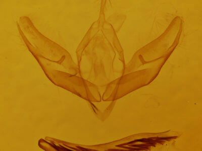 genitalia view of adult Calophasia opalina