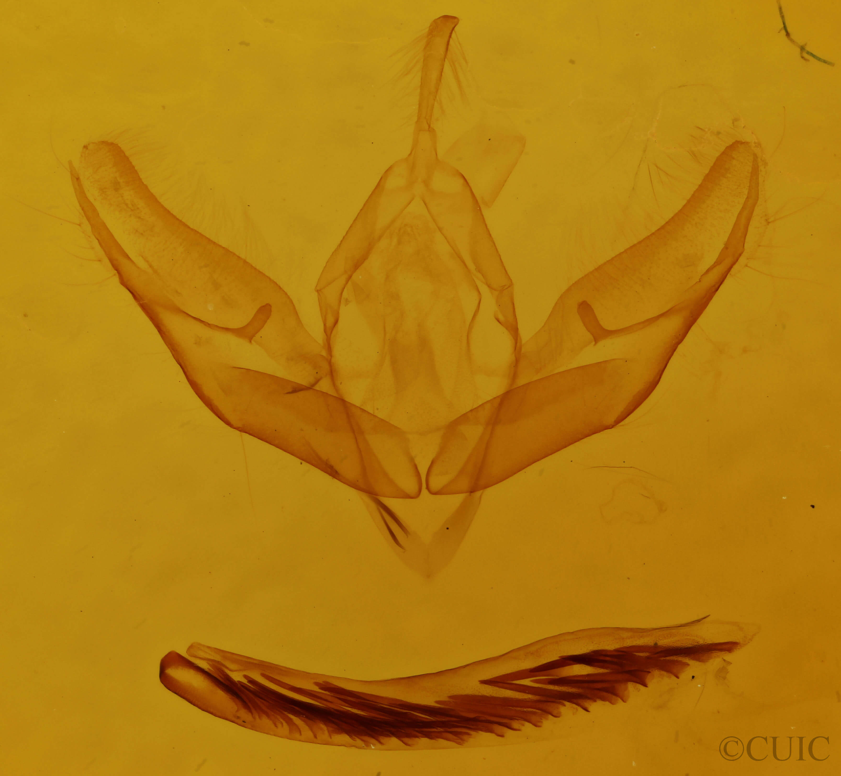 genitalia view of adult Calophasia opalina