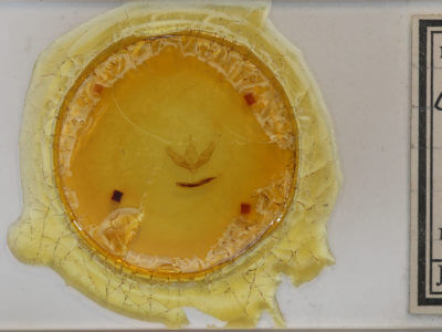 slide view of adult Calophasia opalina