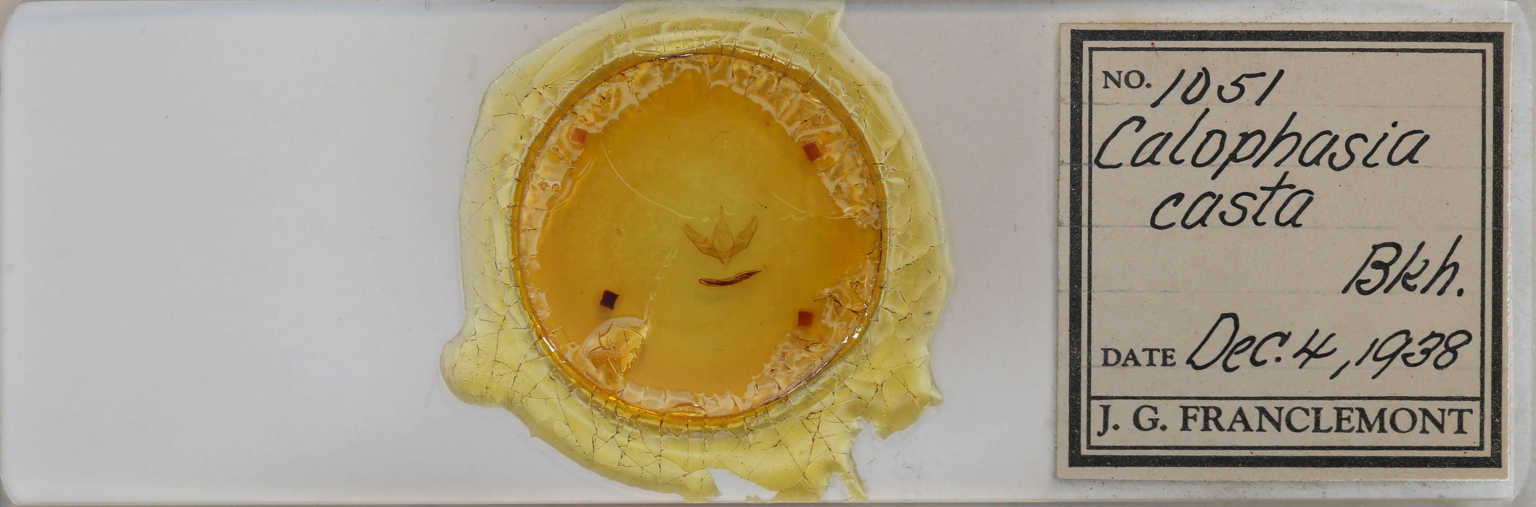 slide view of adult Calophasia opalina