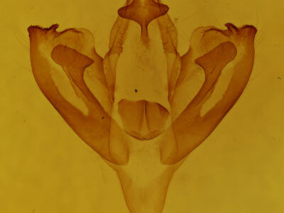 genitalia view of adult Calyptra canadensis